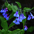 Blooming Bluebell Flowers